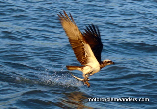 Resident osprey grateful for a fish for her chick