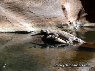 Croc in Cobbold Gorge