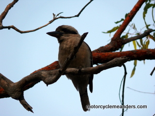 The offending kookaburra