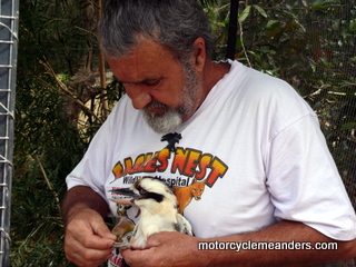 Harry disentangling cord from a Kookaburra