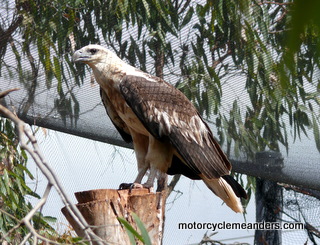 Sea Eagle at Eagles Nest