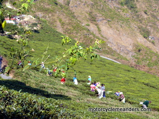 Tea harvesting in Darjeeling hills