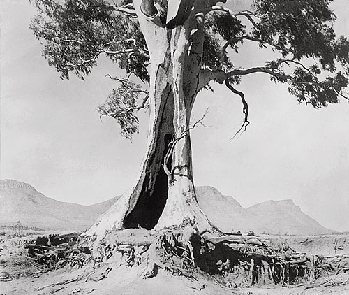 Cazneaux Tree