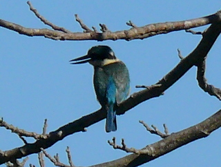 Kingfisher at Bucca