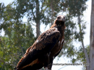 Wedge tail eagle at hospital