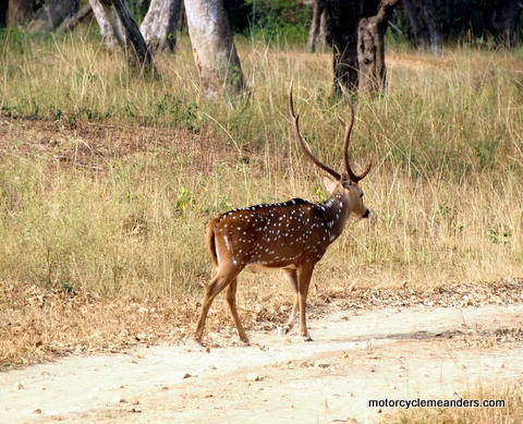 Chittal (spotted deer)